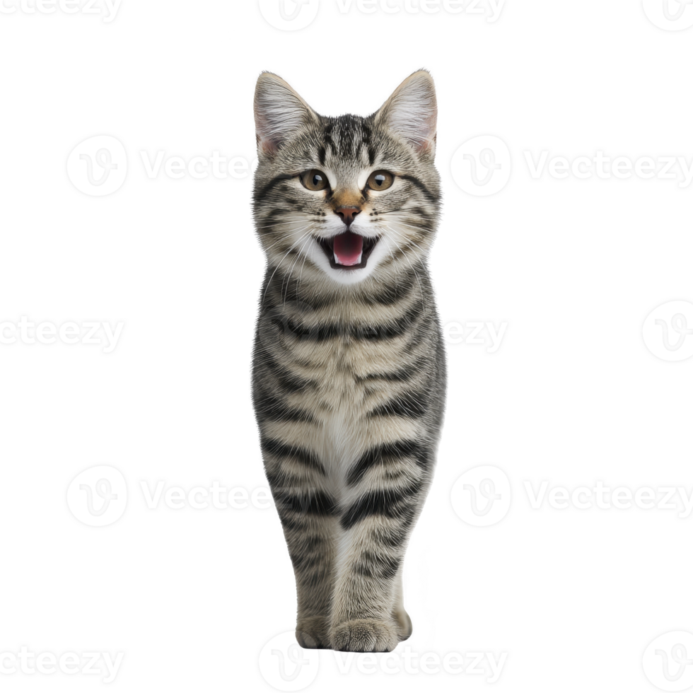 Playful tabby cat with striking stripes stands confidently, mouth open as if meowing or expressing joy. Its fur pattern is distinct, and its eyes are bright and engaging png