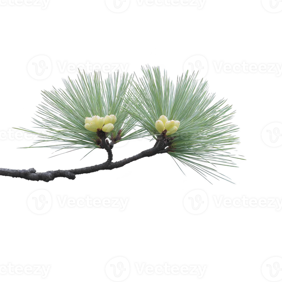 Pine tree branch with lush green needles and small yellow buds is isolated on transparency background, showcasing nature simplicity and beauty png