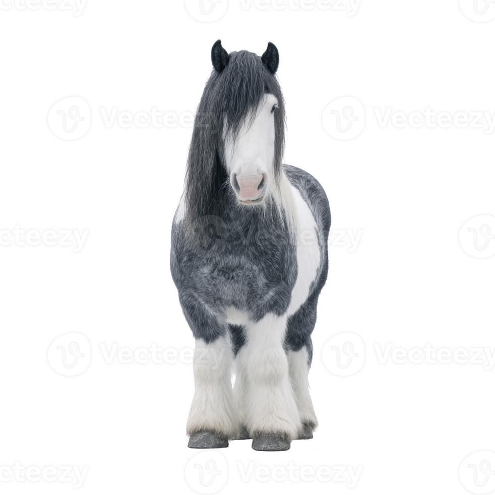 Majestic black and white Gypsy Vanner horse stands facing forward, showcasing its long, flowing mane and feathered legs. horse gentle expression and sturdy build are highlighted against plain png