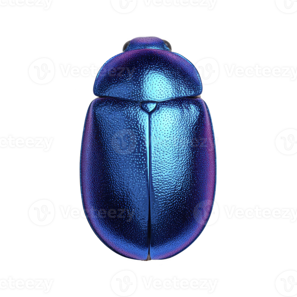 Vibrant, metallic blue beetle with smooth, shiny exoskeleton is displayed against plain background, showcasing its intricate texture and iridescent colors png