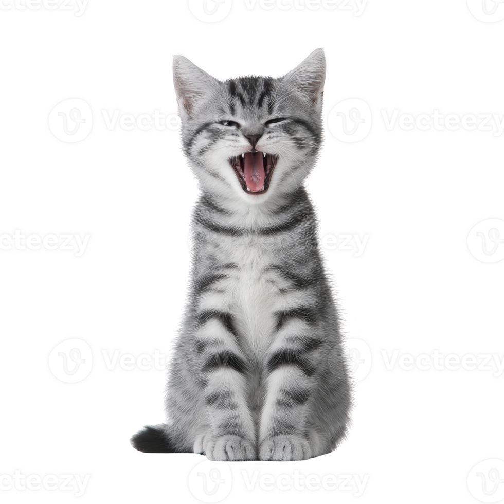Playful gray tabby kitten sits with its mouth open, appearing to yawn or meow, showcasing its striped fur pattern. kitten expressive pose adds sense of joy and liveliness png