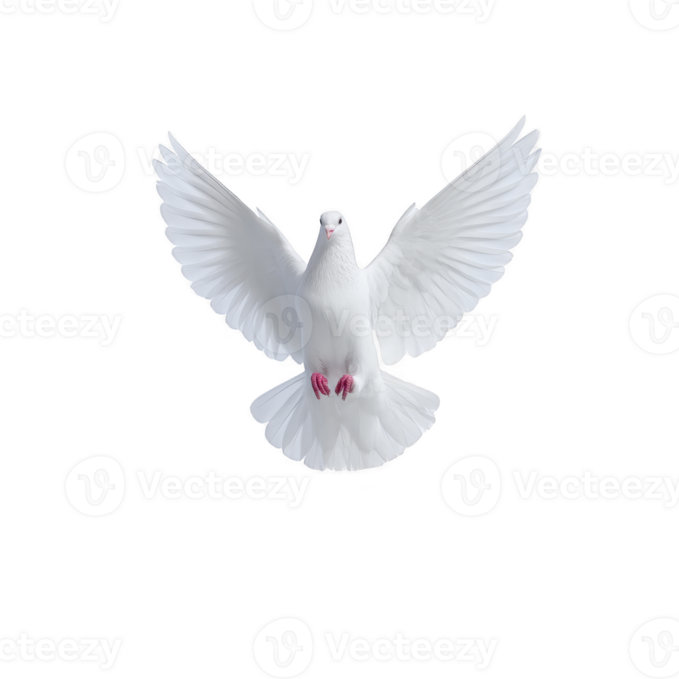White dove with outstretched wings gracefully soars against transparency background, symbolizing peace and freedom. bird feathers are detailed and its pink feet are visible png