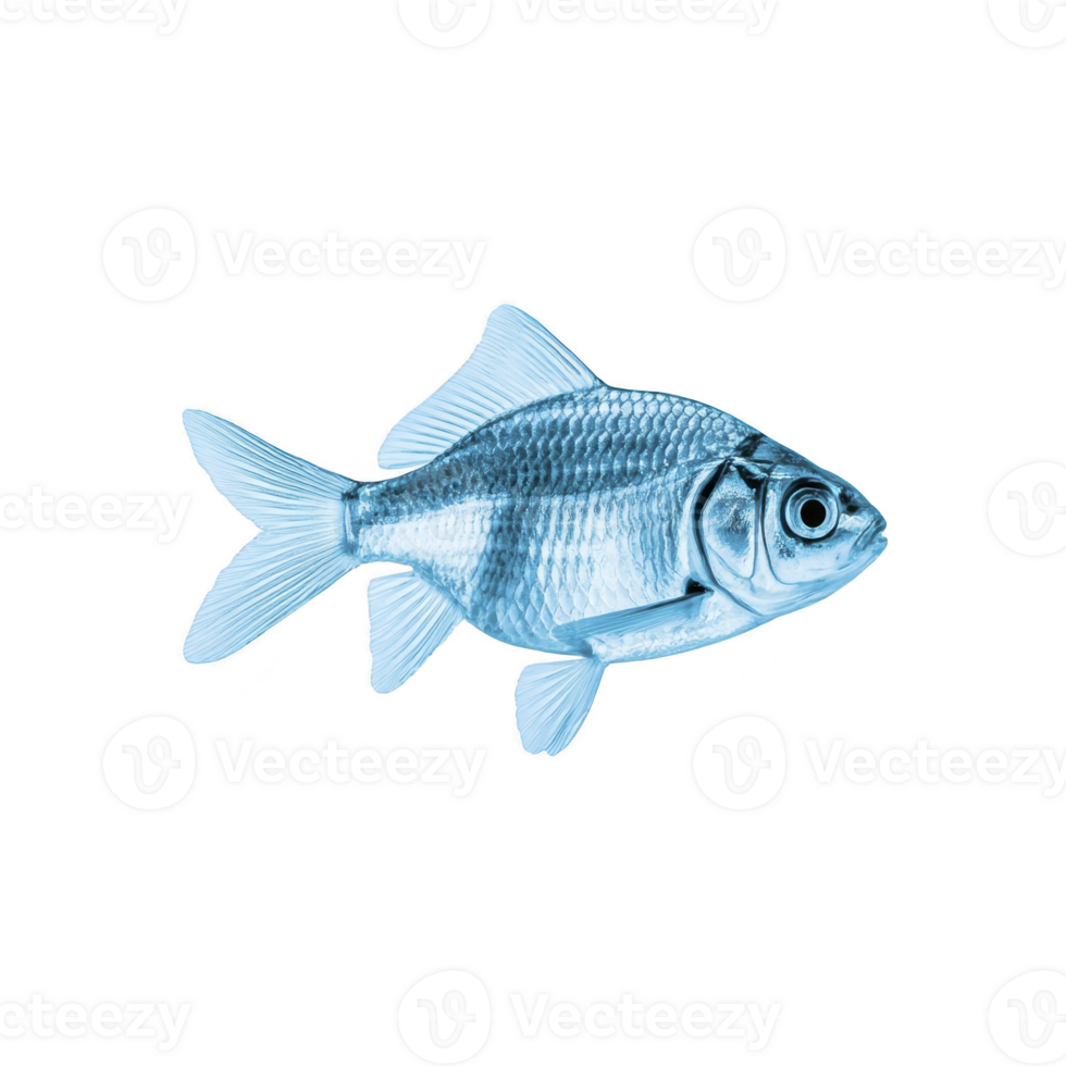 Blue toned image of fish with detailed scales and fins, isolated on transparency background, showcasing its aquatic features png