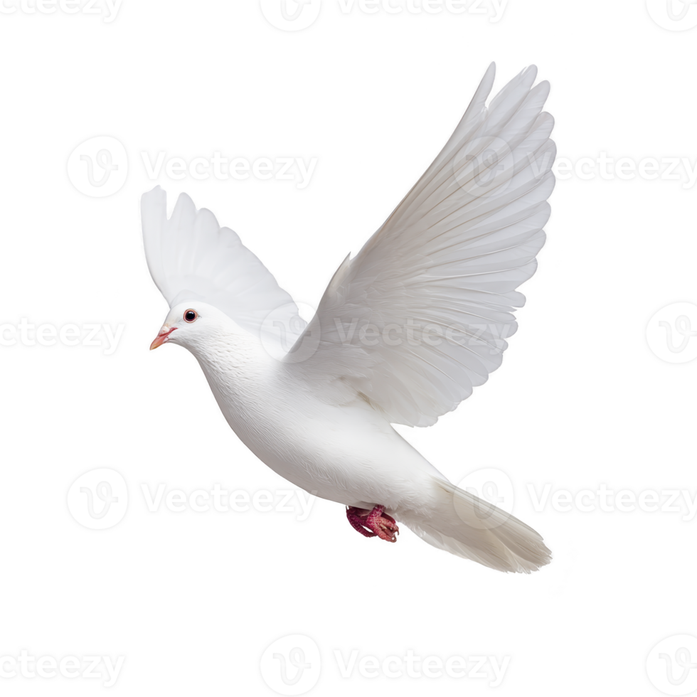 Graceful white dove in mid flight with wings fully extended, symbolizing peace and freedom. bird pure white feathers contrast against plain background, creating serene and elegant image png