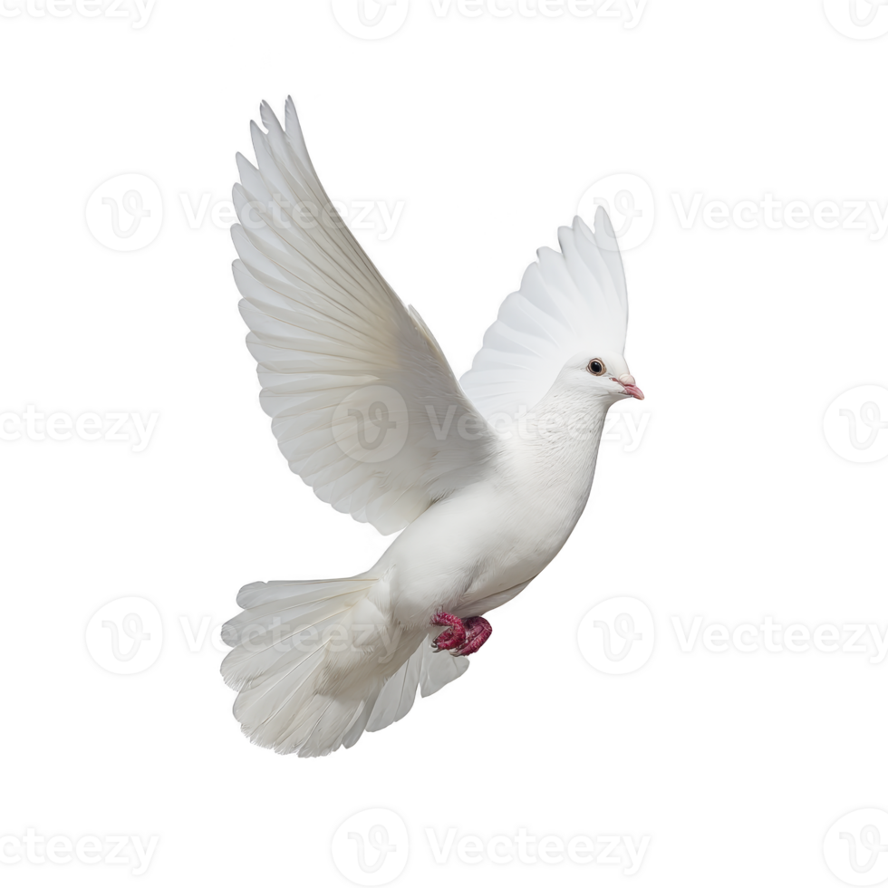 White dove gracefully soars through air. its wings fully extended. symbolizing peace and freedom. bird pure white feathers contrast against clear background. png
