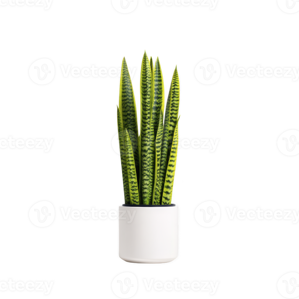 Vibrant snake plant with tall, green leaves in white pot, isolated on transparency background. plant striking pattern and upright growth add touch of nature and elegance png
