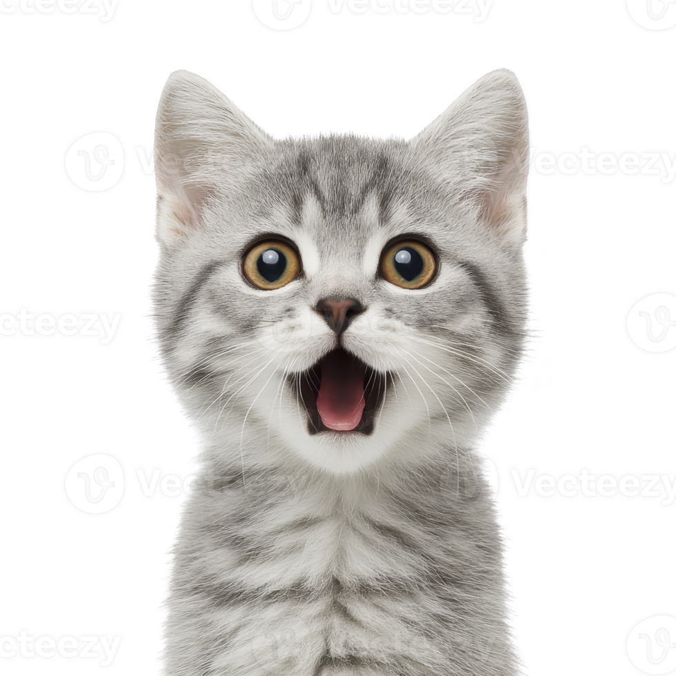 Surprised gray tabby kitten with wide eyes and open mouth, displaying playful and curious expression against transparency background png