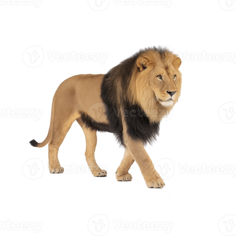 Majestic lion with thick mane stands confidently, showcasing its powerful build and regal presence. lion golden fur contrasts with its dark mane, embodying strength and grace png