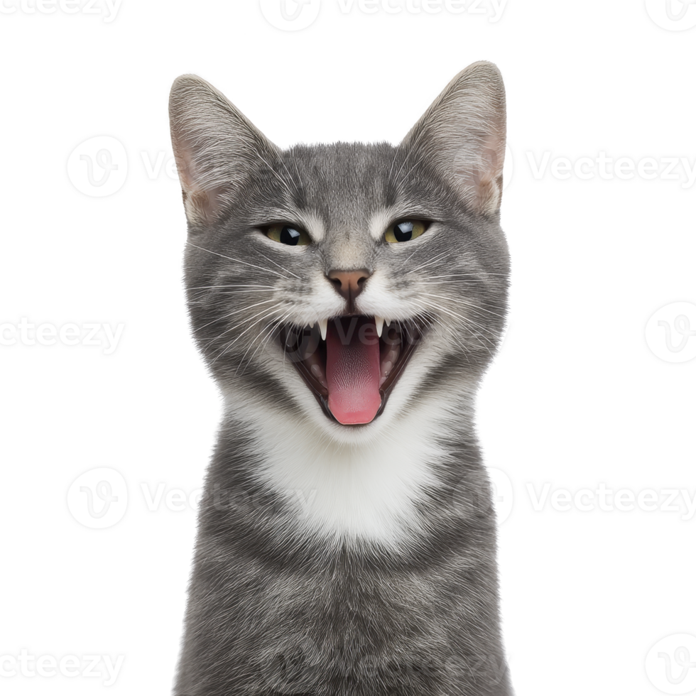 Gray cat with white markings is shown with its mouth open, appearing to yawn or meow. cat expression is lively and engaging, set against plain background png