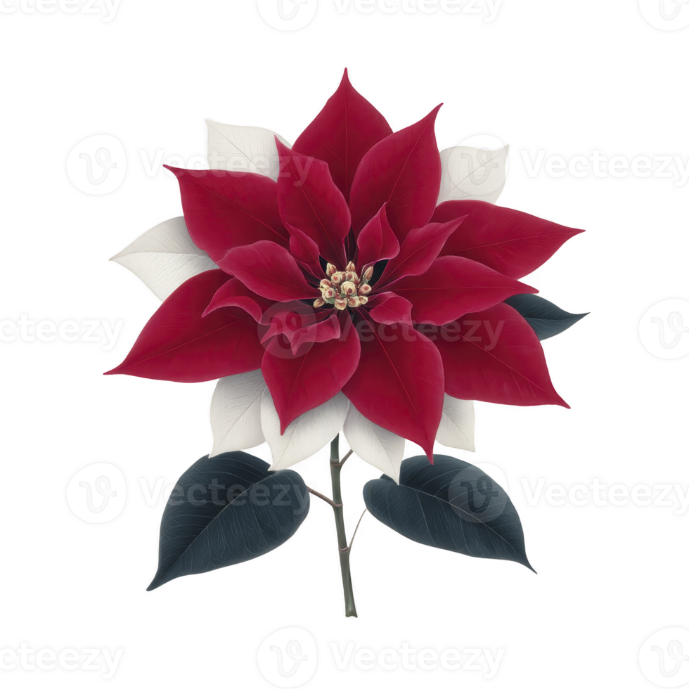 Vibrant red poinsettia with contrasting white and dark green leaves, showcasing its classic holiday appeal. detailed petals and leaves create striking and festive floral display png
