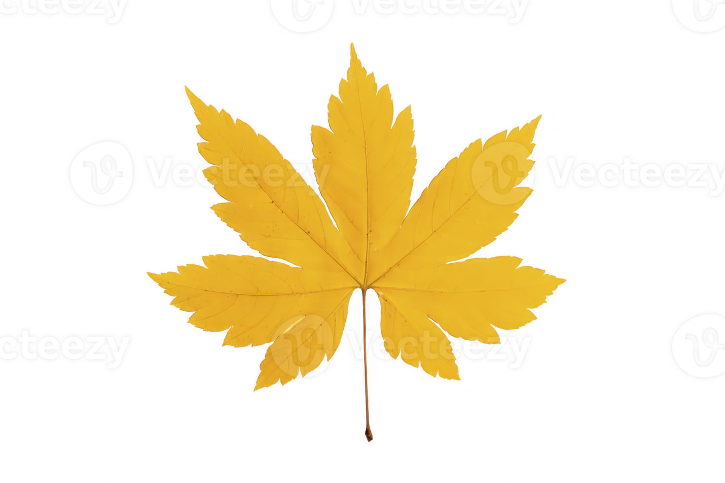 Vibrant yellow maple leaf with distinct shape, symbolizing autumn and nature beauty. leaf detailed veins and symmetrical form make it perfect representation of fall foliage png