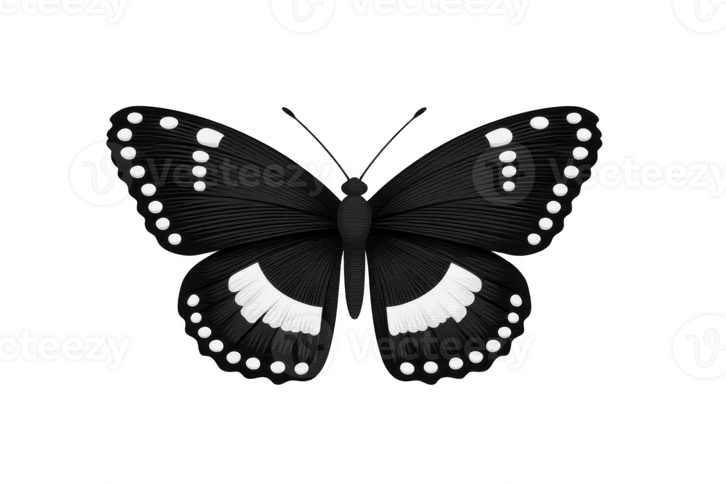 Black and white butterfly with intricate patterns and dotted wings is depicted this image, showcasing symmetrical design. butterfly wings feature bold white spots and delicate lines, creating png