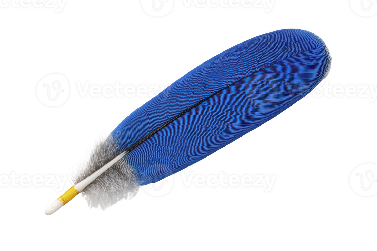 Vibrant blue feather with soft gray base and white quill, isolated on transparency background, showcasing its delicate texture and vivid color png