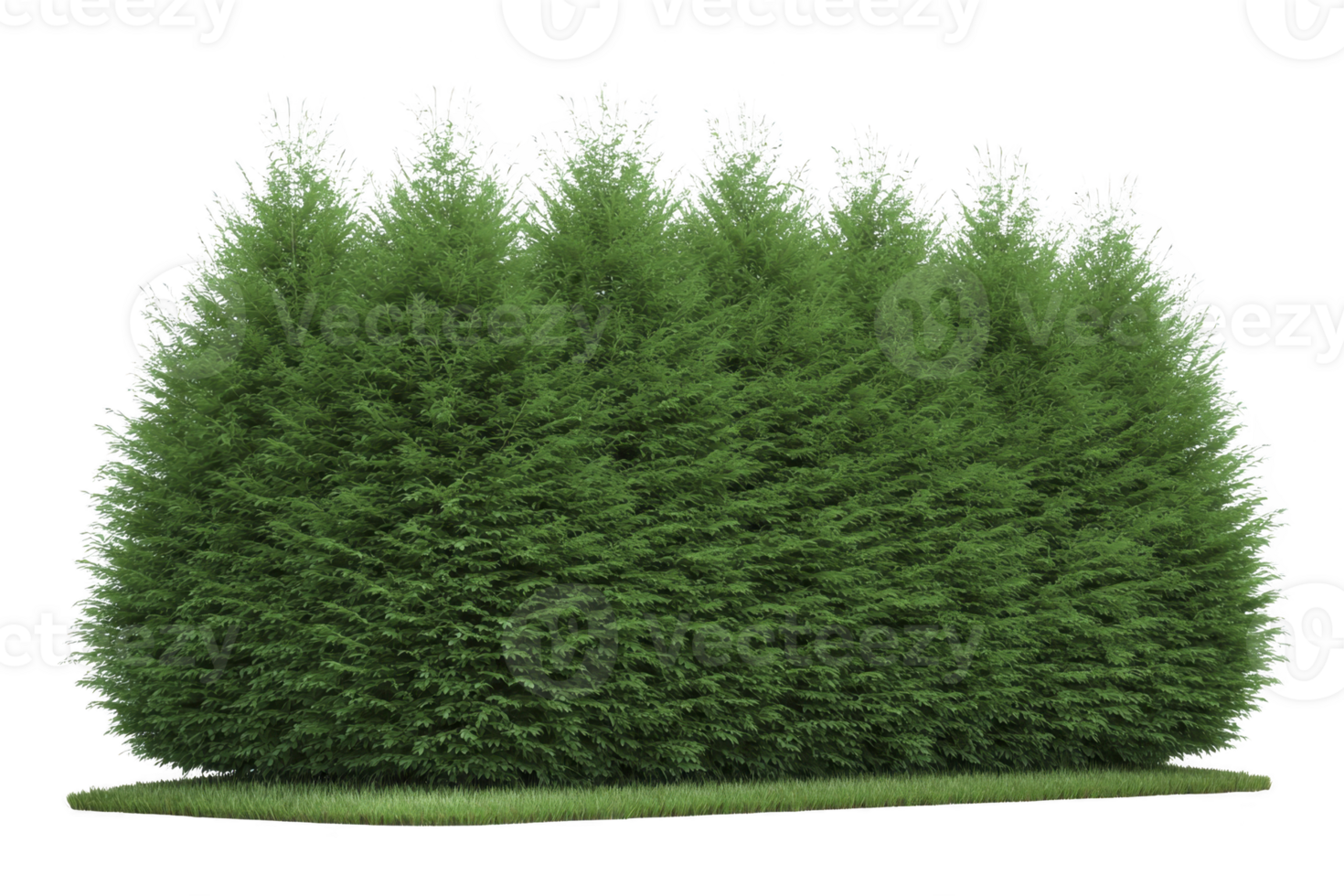 Dense, lush green hedge stands tall, providing natural barrier and privacy screen. vibrant foliage is well maintained, creating serene and inviting outdoor space png