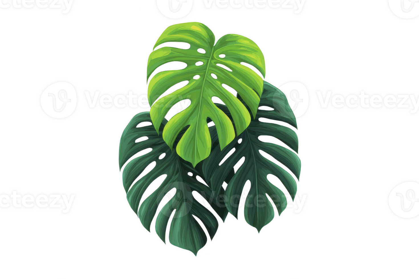 Two vibrant monstera leaves with distinctive holes and lush green hues create tropical and fresh atmosphere. leaves natural beauty and unique patterns evoke sense of tranquility png
