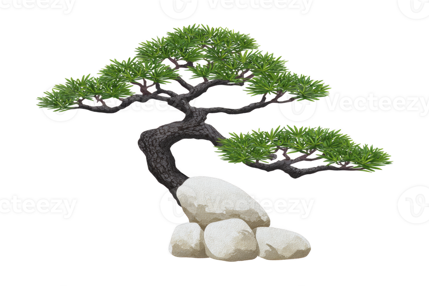 Beautifully shaped bonsai tree with lush green foliage and gracefully twisted trunk is perched atop smooth, natural stones, creating serene and balanced composition png