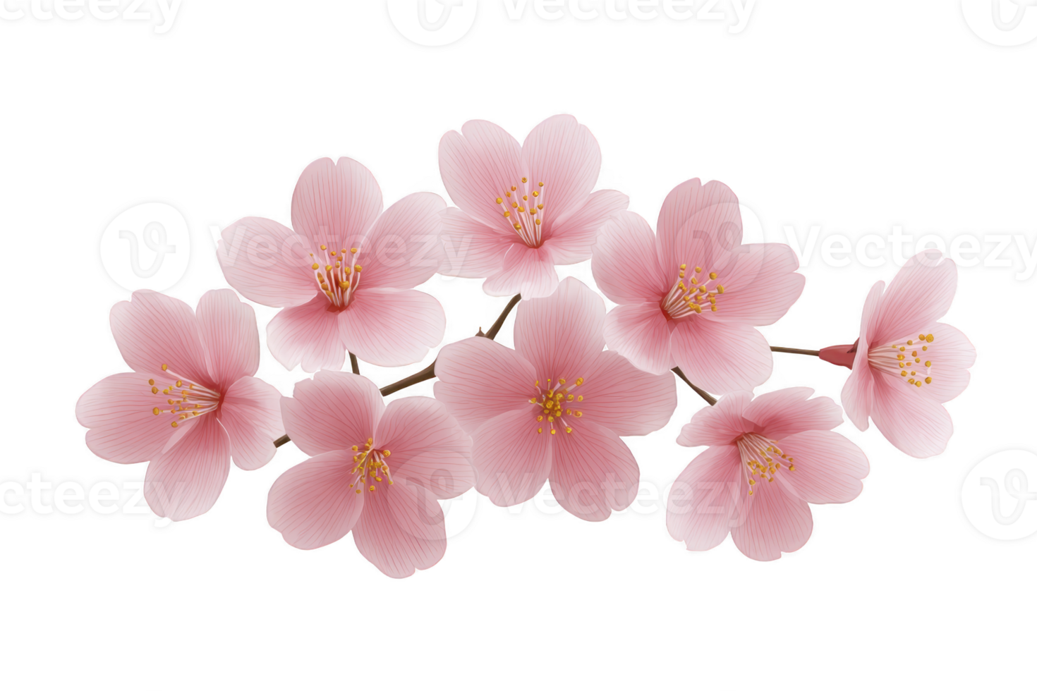 Delicate pink cherry blossoms in full bloom on branch, showcasing their soft petals and vibrant yellow stamens. flowers are arranged beautifully, symbolizing arrival of spring png