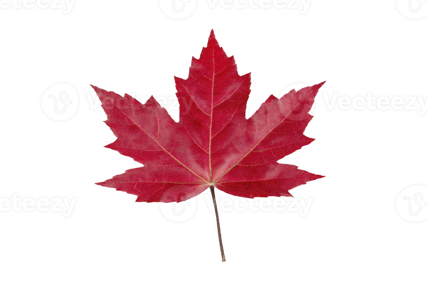 Vibrant red maple leaf with distinct lobes and slender stem, symbolizing autumn and nature beauty. leaf rich color and intricate veins highlight season change png