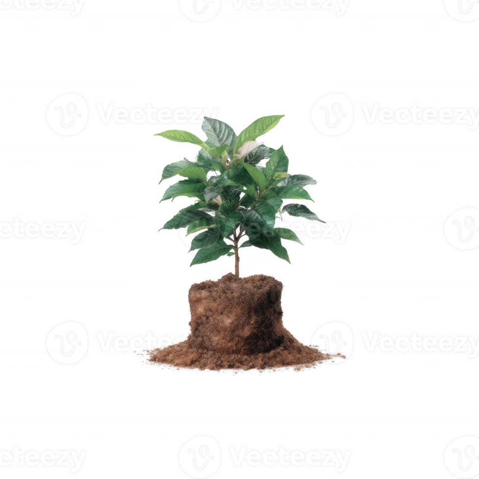 A small green plant with lush leaves, nestled in rich, dark soil, showcasing a touch of nature in a minimalistic design. png
