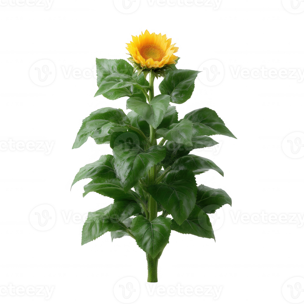 A vibrant sunflower with rich yellow petals and green leaves, displayed against a clean white background. Perfect for nature-themed projects or floral decorations. png