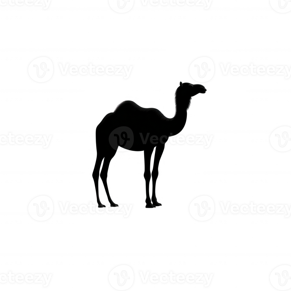 Camel silhouette on a white isolated background, showcasing the unique shape and features of this fascinating desert animal. png