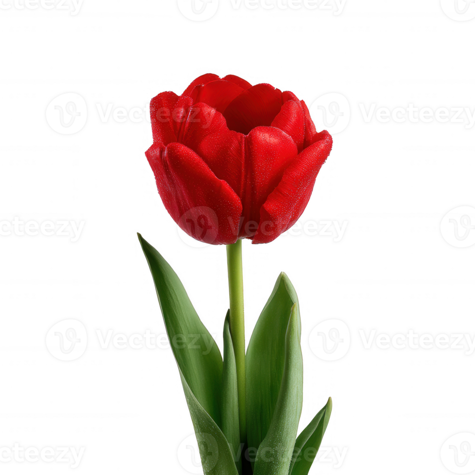 Vibrant red tulip with lush green leaves, showcasing its natural beauty. Perfect for floral designs or nature-themed projects, isolated on a white background. png