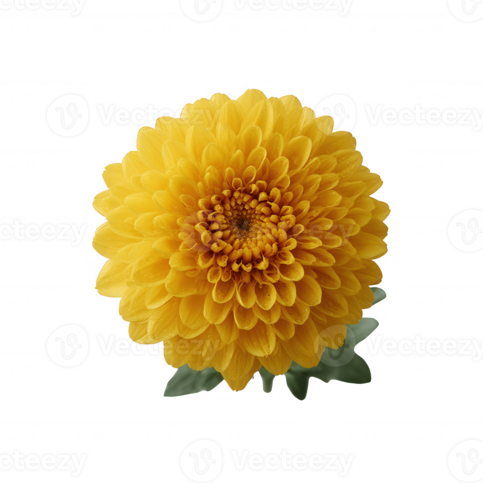 Vibrant yellow flower with intricate petal patterns, isolated on a white background, perfect for floral designs and art projects. png