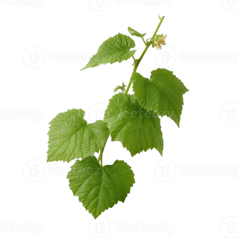 A close-up view of a green vine leaf with delicate textures, showcasing nature's beauty and vitality against a white isolated background. png
