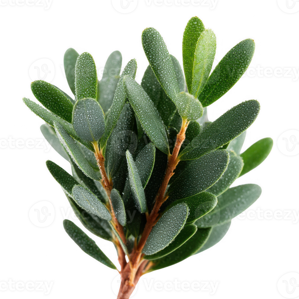 A close-up view of vibrant green leaves showcasing their texture and rich color against a white isolate background. png