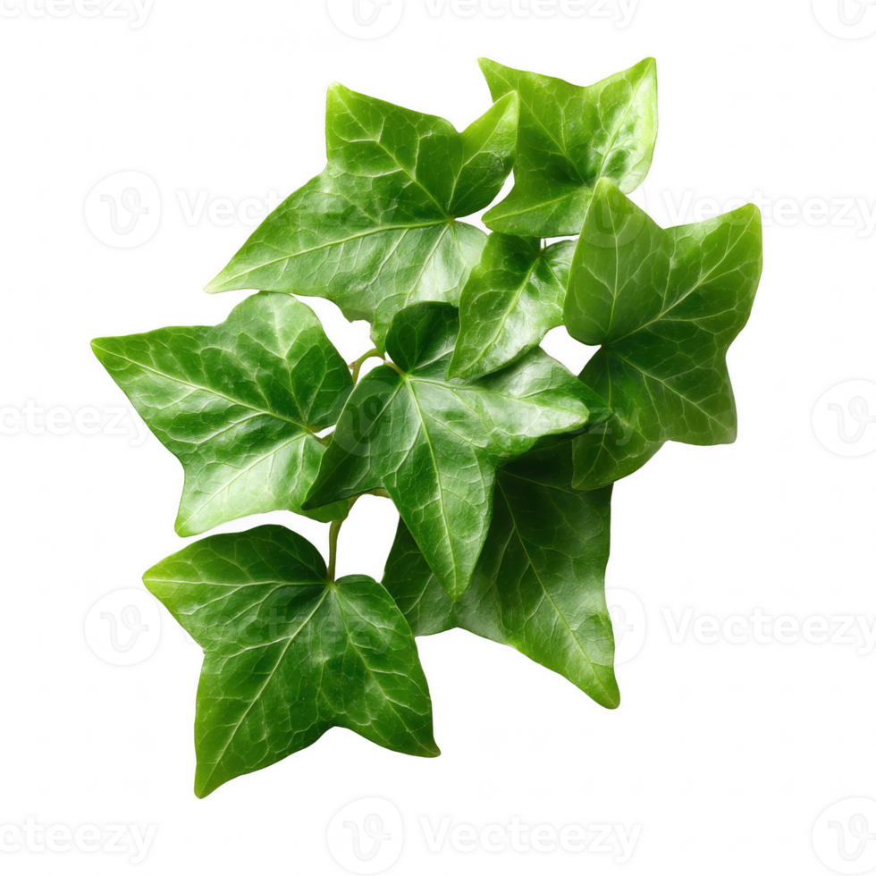 A cluster of vibrant green ivy leaves, showcasing their natural texture and intricate leaf patterns against a white isolate background. png