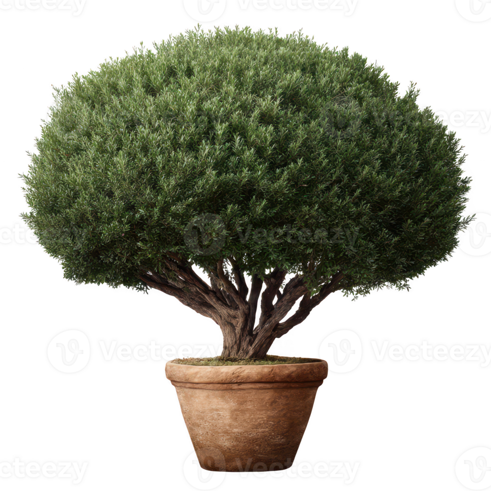 A lush, round green shrub in a terracotta pot, showcasing vibrant foliage. Perfect for home decor or gardening themes against a white isolated background. png