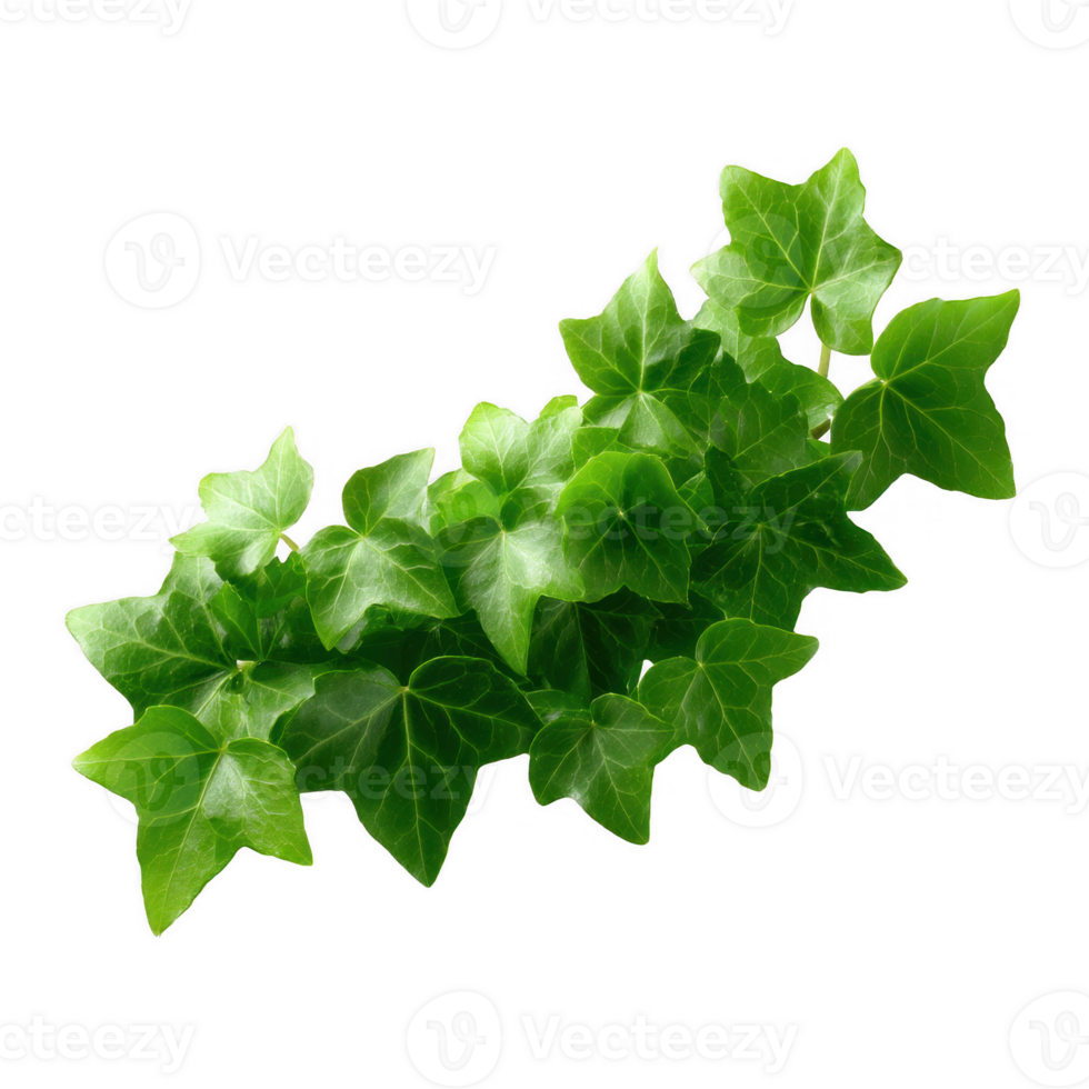 A lush green ivy plant with vibrant leaves against a white isolated background, showcasing its natural beauty and intricate leaf patterns. png