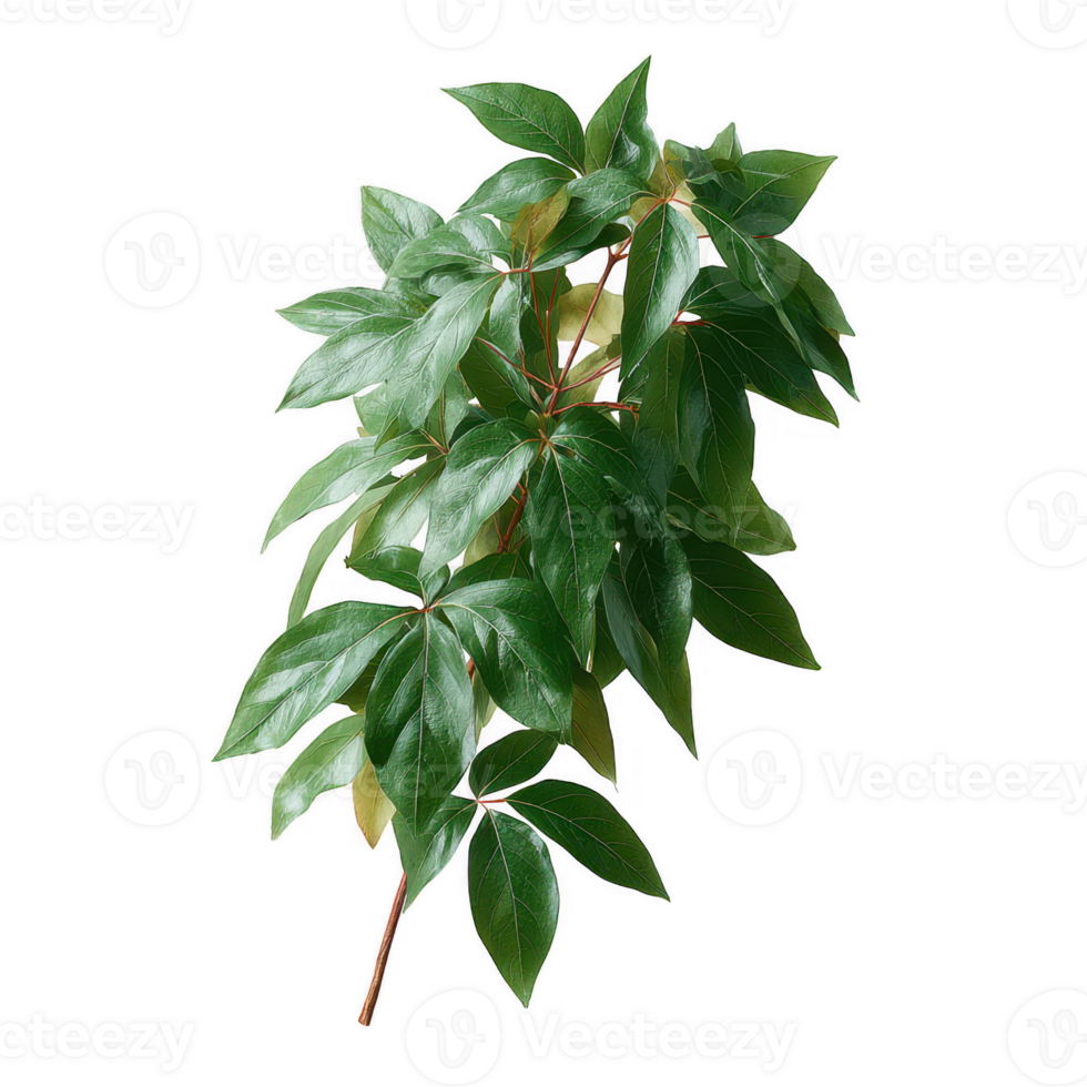 A lush, green leaf branch showcasing vibrant foliage. Ideal for nature-themed designs and botanical illustrations, adding a touch of freshness and vitality. png