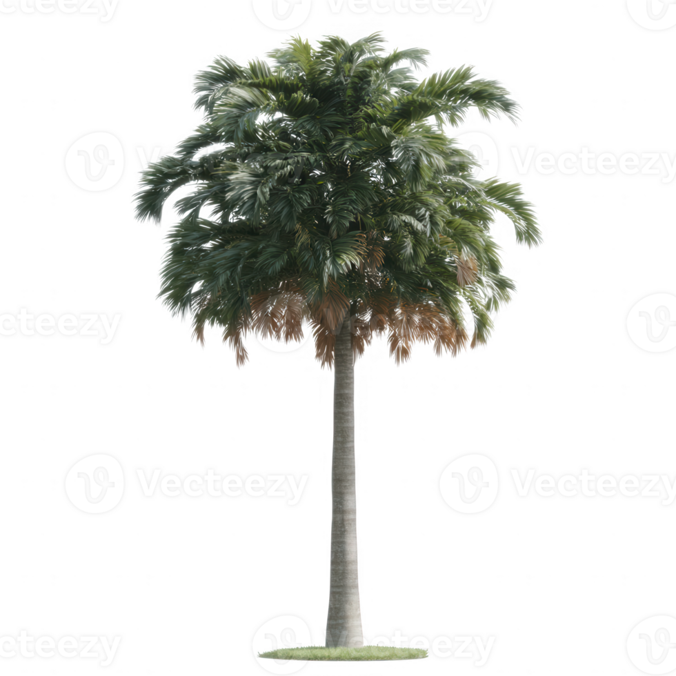 A tall, lush palm tree with vibrant green fronds and a sturdy trunk, set against a white isolated background, ideal for nature-themed designs or tropical landscapes. png