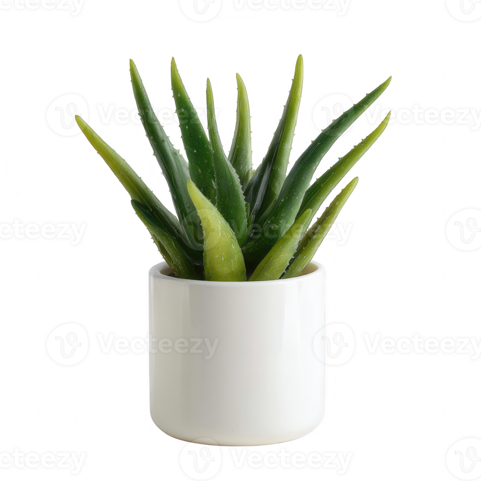 A vibrant green aloe vera plant in a sleek white pot, adding a touch of nature to any indoor space. Ideal for home decor or wellness themes. png