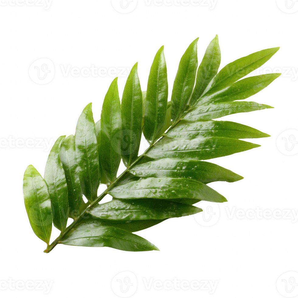 A vibrant green fern leaf isolated on a white background, showcasing its intricate textures and natural beauty for botanical or decorative use. png