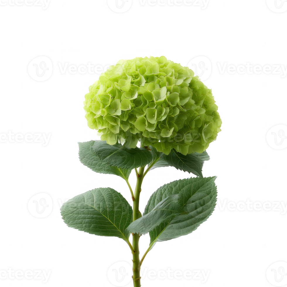A vibrant green hydrangea flower with lush foliage, isolated against a white background, perfect for nature-themed designs and botanical illustrations. png
