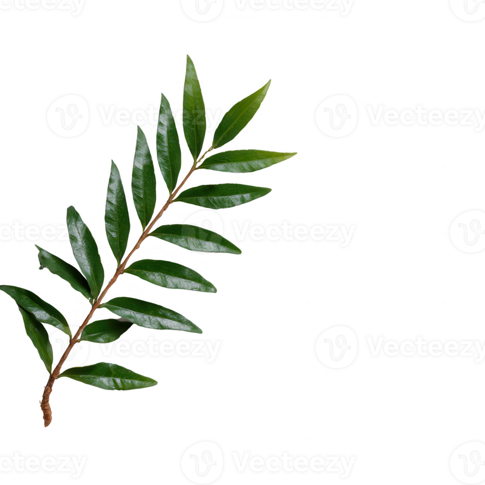 A vibrant green leaf branch isolated on a white background, showcasing the intricate details of each leaf, perfect for nature-themed designs and projects. png