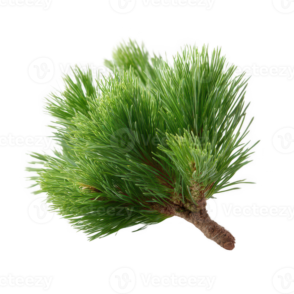 A vibrant green pine branch showcasing its lush needle-like leaves, perfect for decorating or adding a natural touch to any design. Isolated on a white background. png