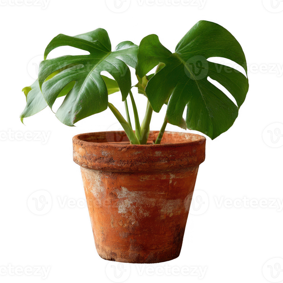 A vibrant monstera plant in a rustic terracotta pot, showcasing its iconic split leaves. Perfect for enhancing indoor spaces with a touch of greenery. png