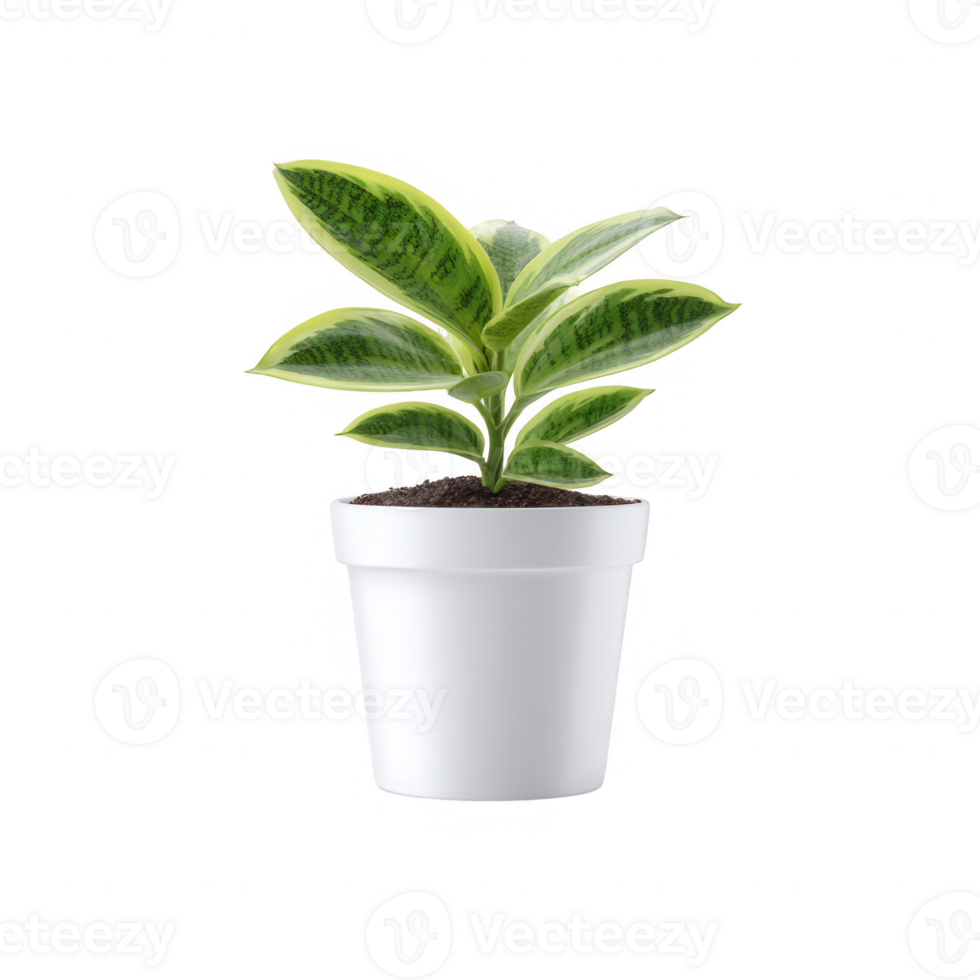 A vibrant potted plant with lush green leaves, set against a white isolated background, perfect for indoor decoration and enhancing home ambiance. png