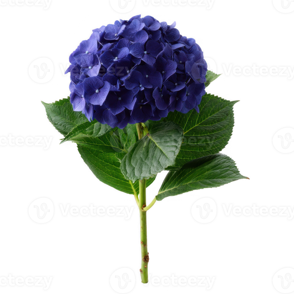 A vibrant purple hydrangea flower with lush green leaves, isolated on a white background, showcasing its intricate petals and natural beauty. png