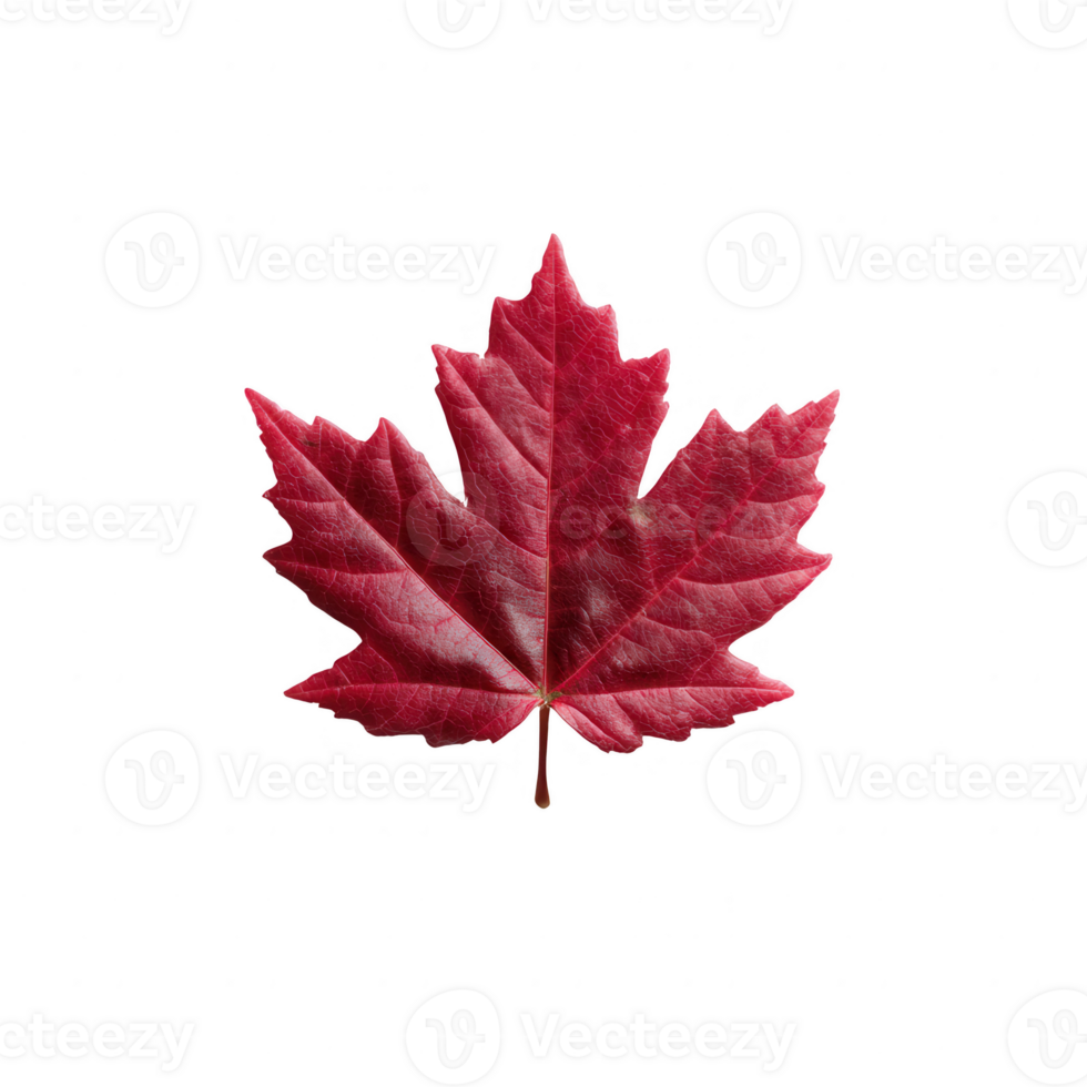 A vibrant red maple leaf showcasing intricate details and textures, isolated on a white background. Perfect for autumn themes or nature-related projects. png