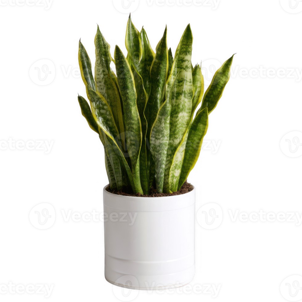 A vibrant Sansevieria plant displayed in a modern white pot, showcasing its upright, elongated green leaves with distinctive patterns, perfect for home or office decor. png