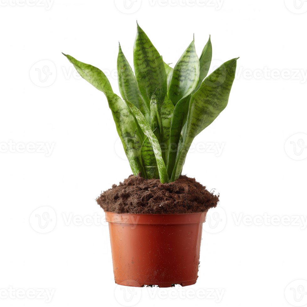 A vibrant snake plant in a terra cotta pot, showcasing lush green leaves with a striking pattern. Perfect for adding a touch of nature to any indoor space. png
