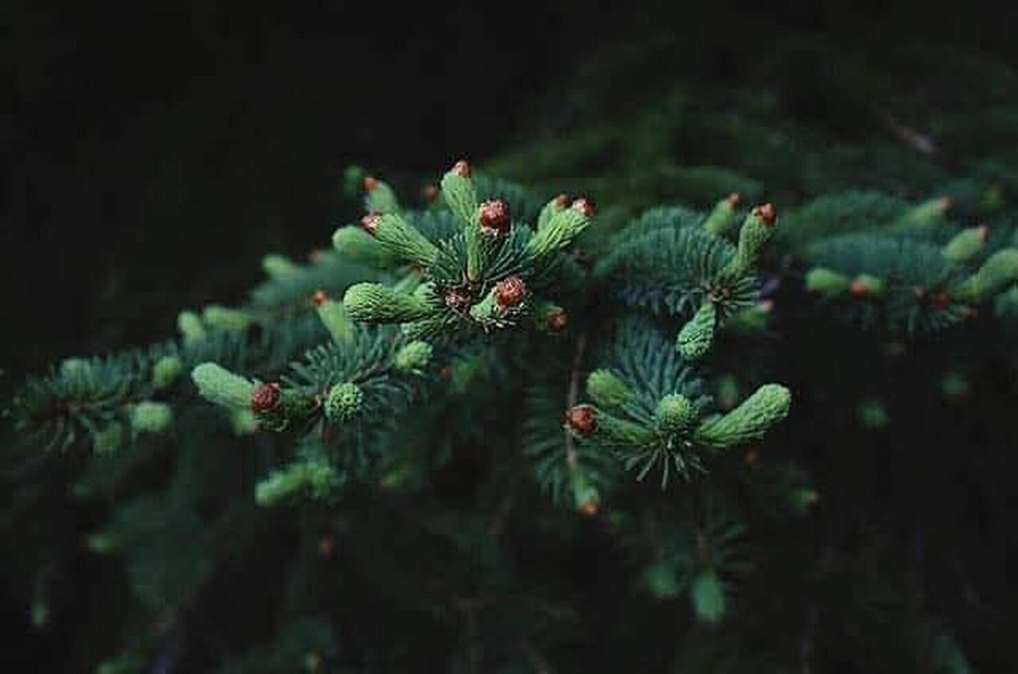 Green pine tree close up photo