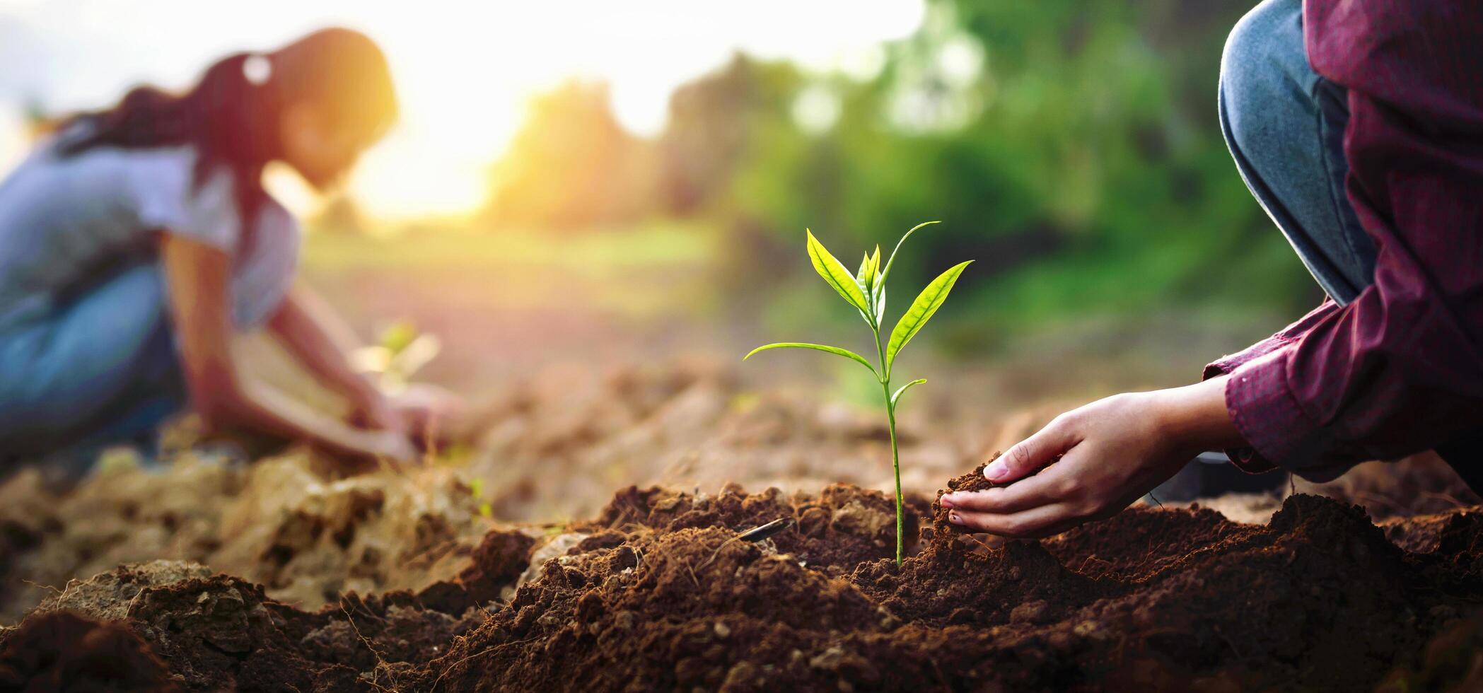 Two people are planting tree in dirt photo