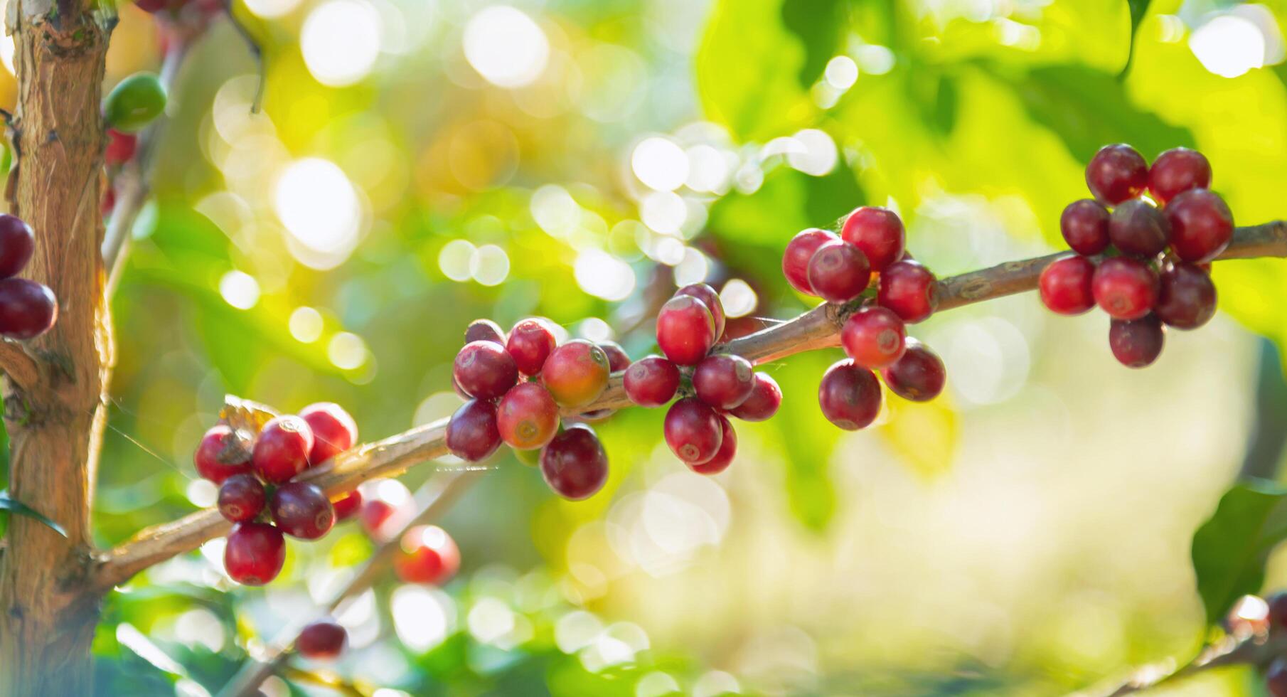 bunch of red berries hanging from a tree photo