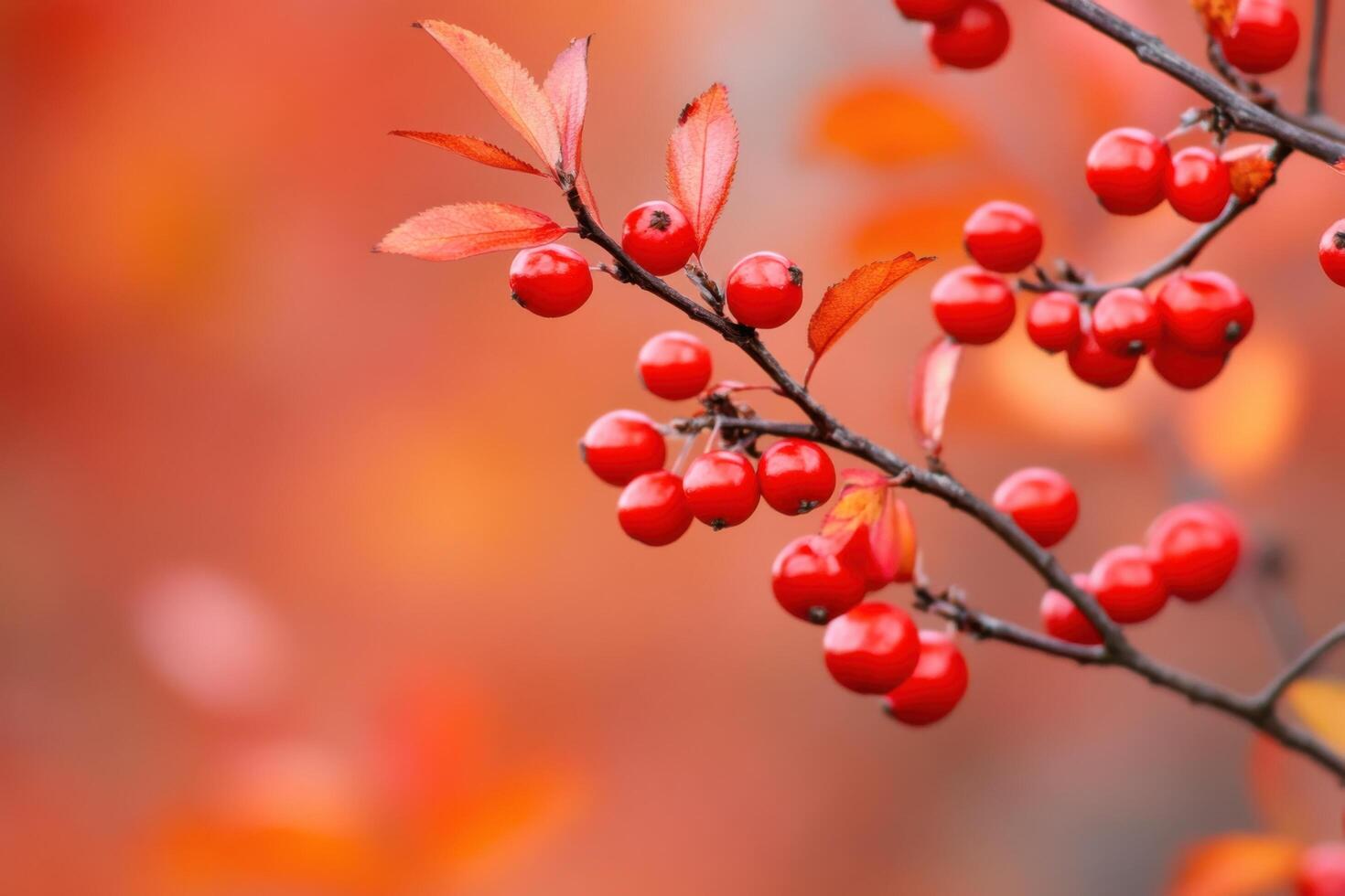 Autumn's Embrace Red Berries and Vibrant Leaves in a Captivating Fall Scene. A stunning display of nature's artistry, showcasing the rich hues and textures of the season. photo