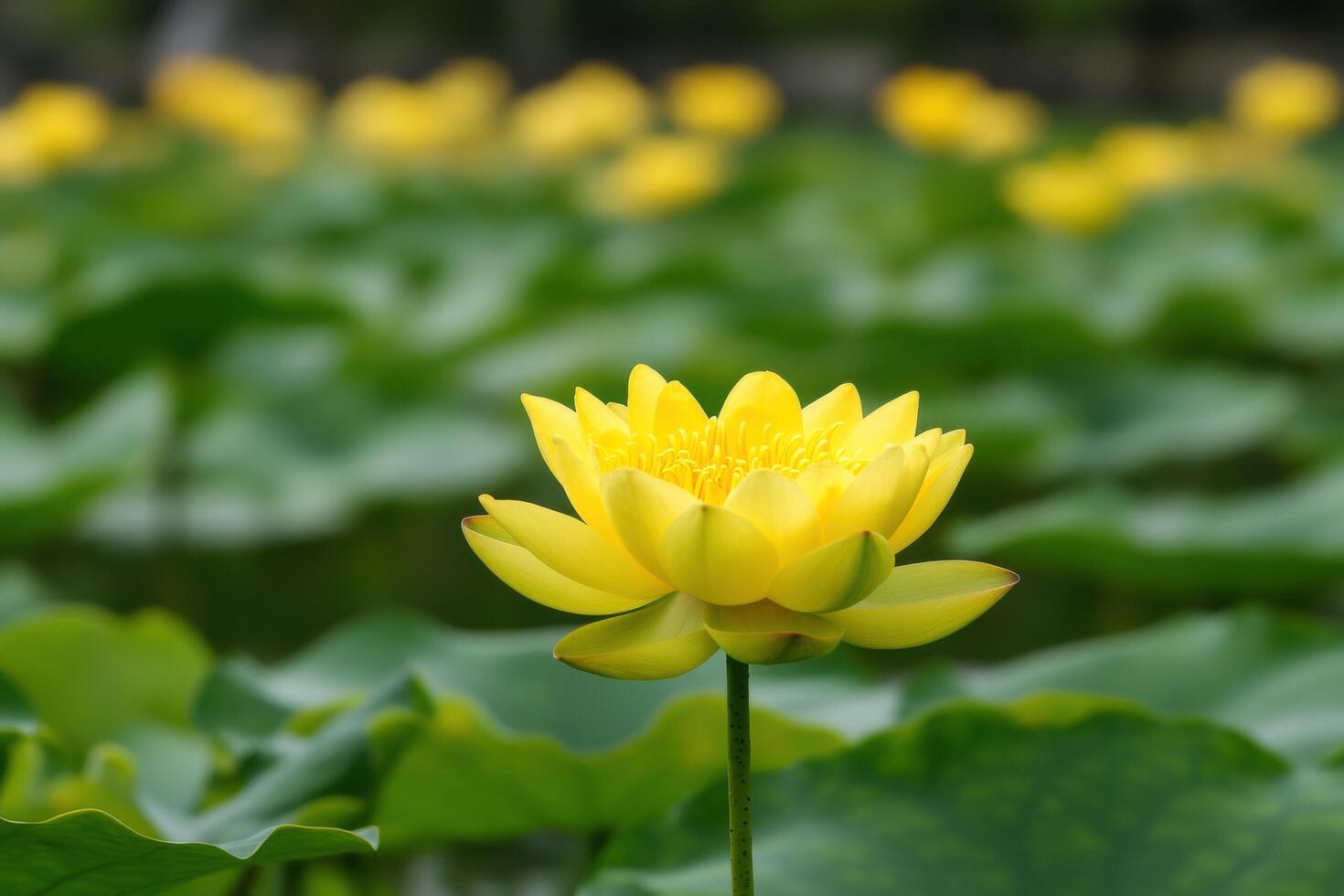 Stunning Yellow Lotus Flower in Full Bloom A Serene Water Lily in a Peaceful Garden Setting. Vibrant colors and delicate petals create a breathtaking natural scene. photo